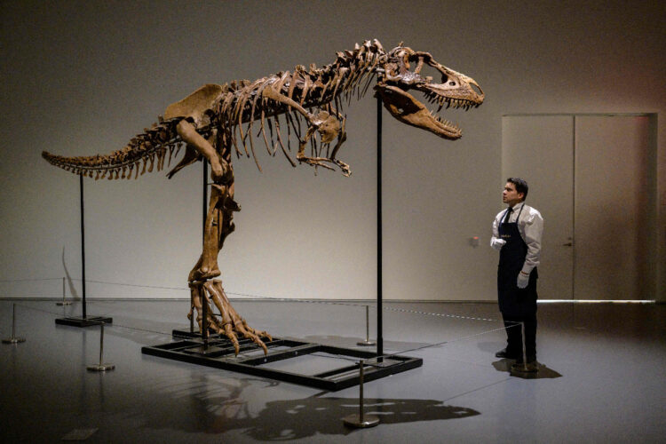 El esqueleto de gorgosauro fue vendido en 6,1 millones de dólares en Nueva York. Foto: AFP.