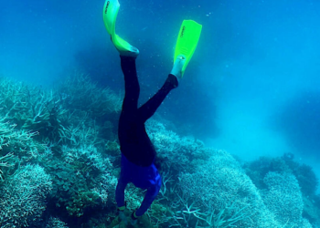 Gran Barrera de Coral de Australia. Foto: AFP.
