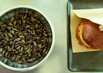 Un plato de grillos y una hamburguesa elaborada con grillos en un restaurante de Bangkok. Foto: AFP.