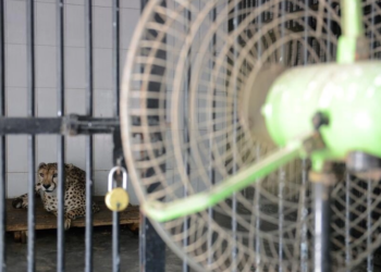 Un ventilador refresca a un guepardo en el Zoológico The Nehru de la ciudad india de Hyderabad. Foto: AFP.