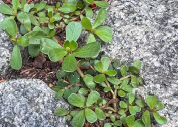 Portulaca oleracea, superplanta contra la sequía. Foto: Yale News.