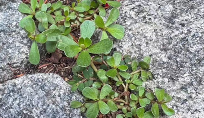 Portulaca oleracea, superplanta contra la sequía. Foto: Yale News.