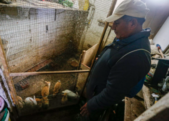 El pescador Justiano Hualpa ahora vende conejos para sobrevivir, porque desde hace seis meses no puede ganarse la vida en el mar por un derrame de 12.000 barriles de crudo que contaminó la costa central de Perú. Foto: AFP.