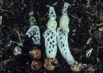 Nueva especie de hongo del género Staheliomyces. Foto: Real Jardín Botánico.