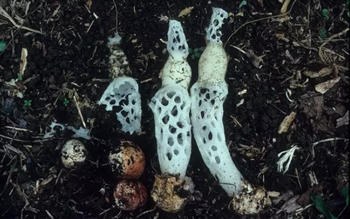 Nueva especie de hongo del género Staheliomyces. Foto: Real Jardín Botánico.