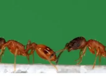Hormiga que lleva a otra hormiga a un nuevo nido, conocida como carrera en tándem. Foto: Europa Press.