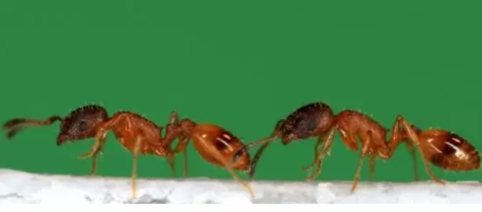 Hormiga que lleva a otra hormiga a un nuevo nido, conocida como carrera en tándem. Foto: Europa Press.