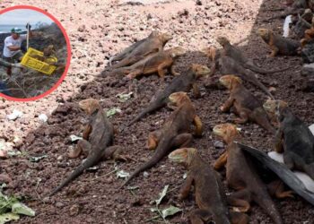 Grupo de iguanas en la isla Galápagos. Foto: AFP.