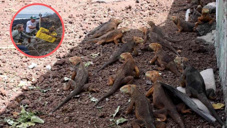 Grupo de iguanas en la isla Galápagos. Foto: AFP.