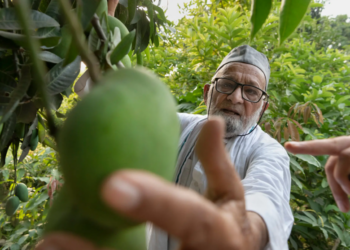 Khan presumiendo un fruto en su vivero de mangos de Malihabad. Foto: AFP.