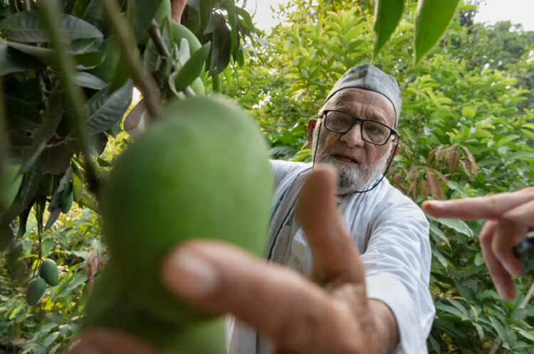 Khan presumiendo un fruto en su vivero de mangos de Malihabad. Foto: AFP.