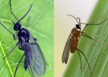 Los nuevos datos son los primeros en respaldar una hipótesis difícil de probar para la evolución de la determinación del sexo que se encuentra en algunos insectos. Foto: SF State News.