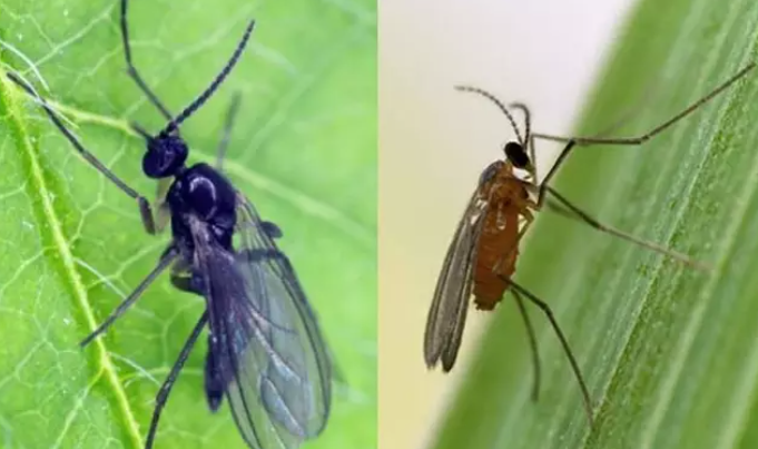 Los nuevos datos son los primeros en respaldar una hipótesis difícil de probar para la evolución de la determinación del sexo que se encuentra en algunos insectos. Foto: SF State News.