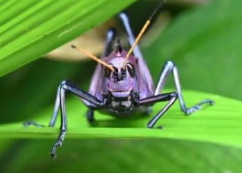Saltamontes de alas rojas. Foto: Europa Press.