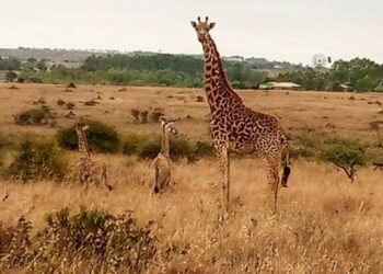 La madre jirafa junto a sus dos pequeños. Foto: Najib Balala.
