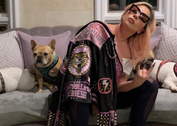Lady Gaga con sus bulldogs franceses. Foto: Instagram Lady Gaga.
