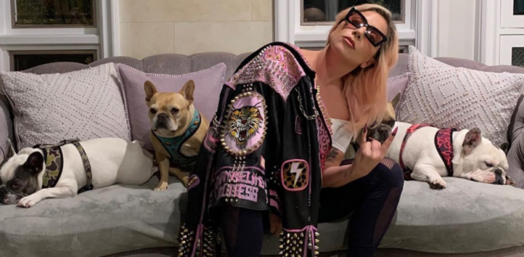 Lady Gaga con sus bulldogs franceses. Foto: Instagram Lady Gaga.