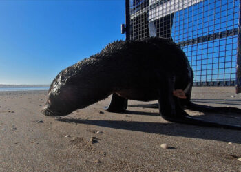 El lobo marino fue regresado al mar tras un proceso de rehabilitación. Foto: AFP.