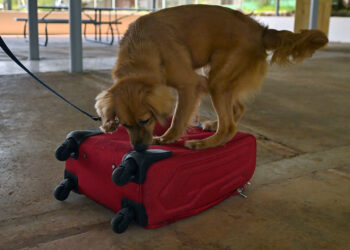 La perrita Milli, revisando un equipaje. Foto: AFP.