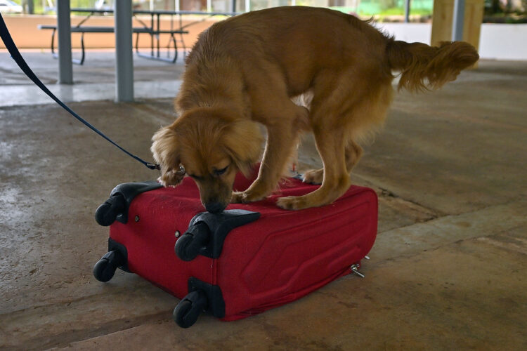 La perrita Milli, revisando un equipaje. Foto: AFP.