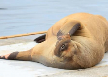 Freya, joven morsa hembra, en Oslo. Foto: AFP.