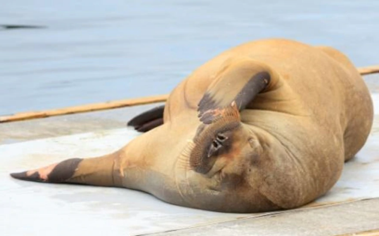 Freya, joven morsa hembra, en Oslo. Foto: AFP.