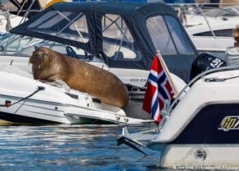 En vida, la morsa Freya se tomaba la libertad de subir a lanchas y botes. Foto: AFP.