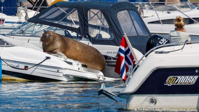 En vida, la morsa Freya se tomaba la libertad de subir a lanchas y botes. Foto: AFP.