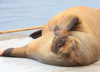 Freya, joven morsa hembra, en Oslo. Foto: AFP.