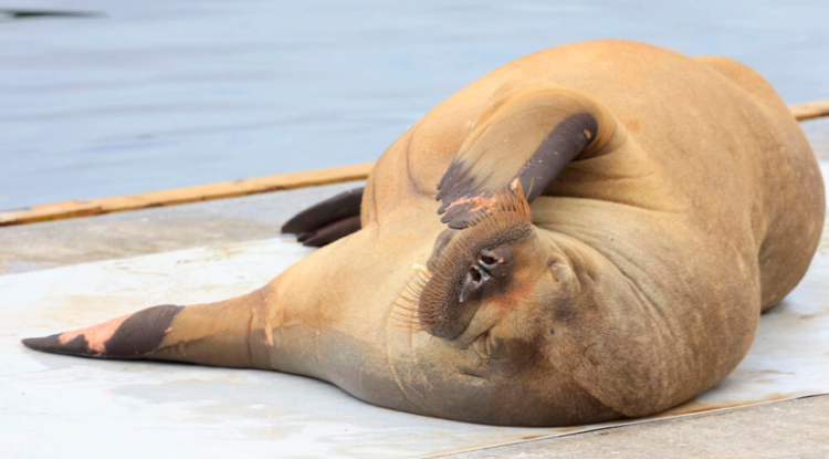 Freya, joven morsa hembra, en Oslo. Foto: AFP.
