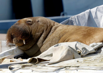 La morsa Freya, Foto: AFP.