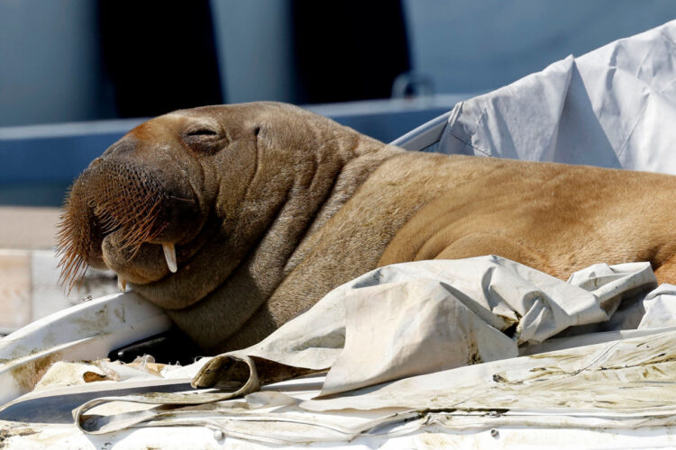 La morsa Freya, Foto: AFP.