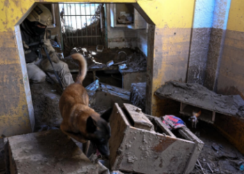 Necro, un perro pastor belga, miembro del Servicio Nacional de Medicina y Ciencias Forenses de Venezuela, busca víctimas cuatro días después de un devastador deslave en el pueblo de Las Tejerías, en Venezuela. Foto: AFP.