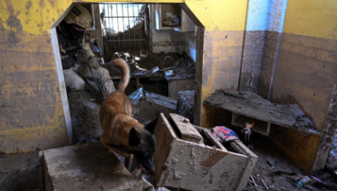 Necro, un perro pastor belga, miembro del Servicio Nacional de Medicina y Ciencias Forenses de Venezuela, busca víctimas cuatro días después de un devastador deslave en el pueblo de Las Tejerías, en Venezuela. Foto: AFP.