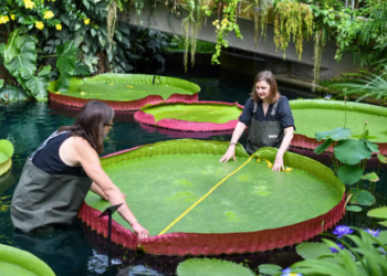 Midiendo la Victoria boliviana de Kew. Foto: RBG Kew.