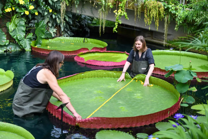 Midiendo la Victoria boliviana de Kew. Foto: RBG Kew.