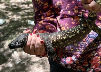 Un ejemplar de 'Niño dormido', especie en peligro de extinción. Foto: AFP.