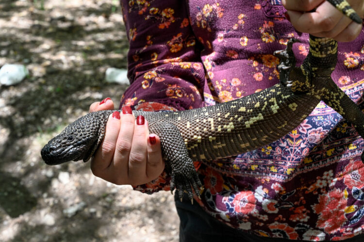Un ejemplar de 'Niño dormido', especie en peligro de extinción. Foto: AFP.