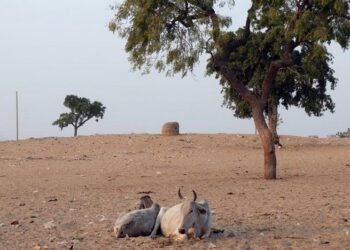 Vacas descansando en el calor del mediodía cerca al mercado de Pushkar, Rajasthan, India. Foto: Europa Press.