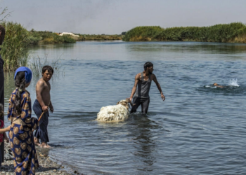 Por las olas de calor, un pastor baña a una oveja en el río Éufrates en la ciudad siria de Raqa. Foto: AFP.