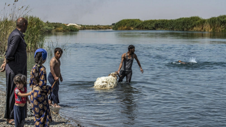 Por las olas de calor, un pastor baña a una oveja en el río Éufrates en la ciudad siria de Raqa. Foto: AFP.
