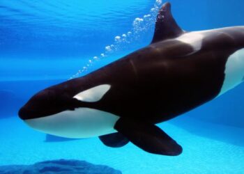 Las orcas cazan a los tiburones blancos por subsistencia. Foto: RC Noticias.