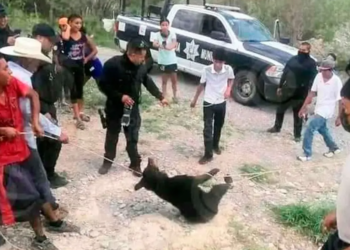 El osezno atado por un grupo de personas, en México. Captura: Plano Informativo.