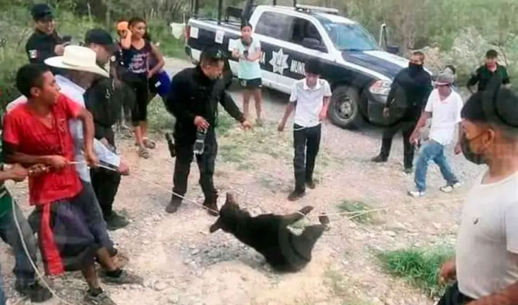 El osezno atado por un grupo de personas, en México. Captura: Plano Informativo.