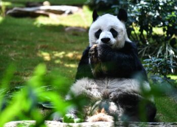 An An, el oso panda macho más longevo del mundo murió a los 35 años. Foto: AFP.