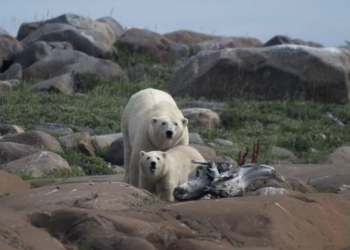 Un oso polar y su cachorro buscan algo para comer en la costa de la Bahía de Hudson cerca de Churchill. Foto: AFP.