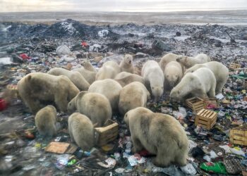 Grupo de osos polares se alimentan de sobras de comida en un basurero. Foto: AFP.