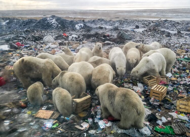 Grupo de osos polares se alimentan de sobras de comida en un basurero. Foto: AFP.