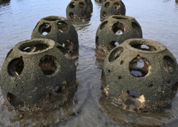 Las estructuras con forma similar a un dedal gigante, de 135 kilos y hechas de cemento, arena y caparazones de ostras machacados, se han colocado en aguas cerca de Chula Vista, California. Foto: AFP.
