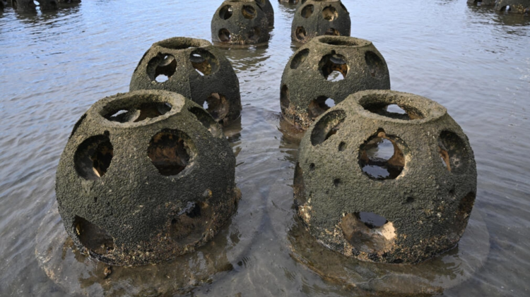 Las estructuras con forma similar a un dedal gigante, de 135 kilos y hechas de cemento, arena y caparazones de ostras machacados, se han colocado en aguas cerca de Chula Vista, California. Foto: AFP.